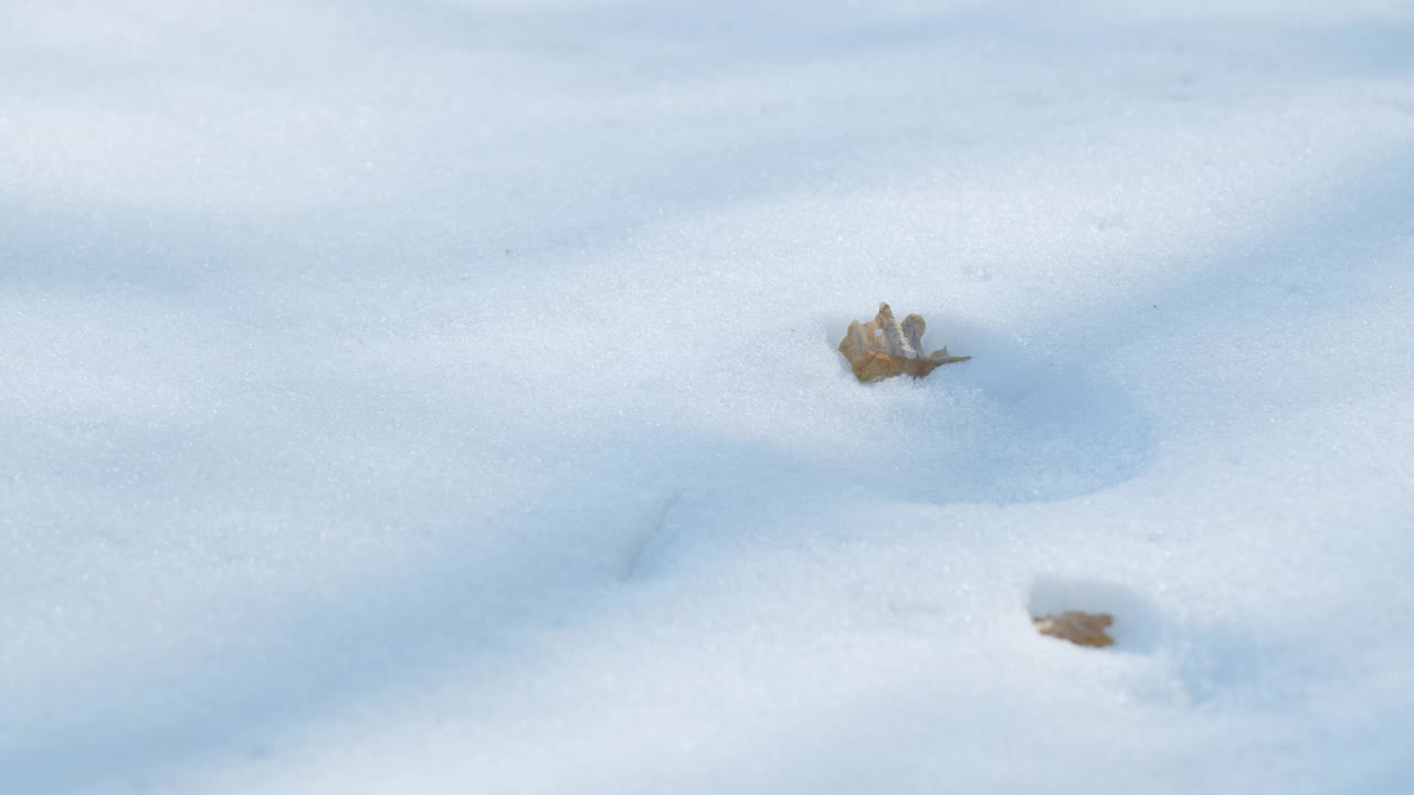 森林里被雪覆盖的地面上有树荫。时间流逝。视频素材