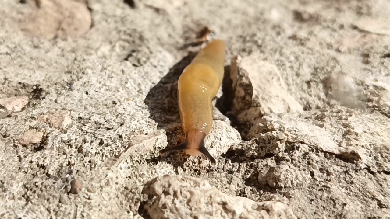 一条黏糊糊的鼻涕虫沿着公路爬行。视频素材