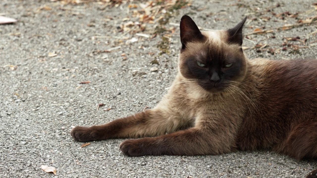 饥饿的暹罗流浪猫在柏油马路上。可悲的暹罗野兽视频素材