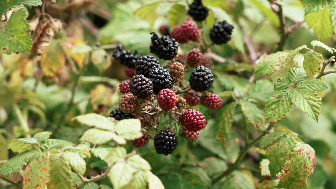 黑莓在一根树枝上生长在野外。未成熟的红露莓和成熟的黑莓视频素材