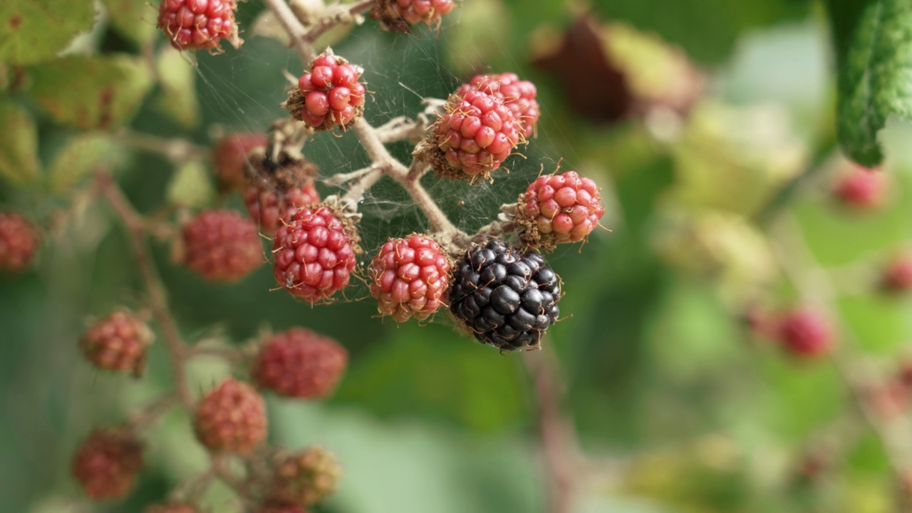 黑莓在一根树枝上生长在野外。未成熟的红露莓和成熟的黑莓视频素材