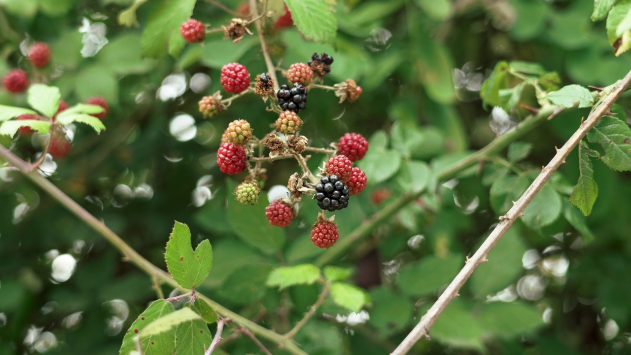 生长在野外的小枝上的黑莓视频素材