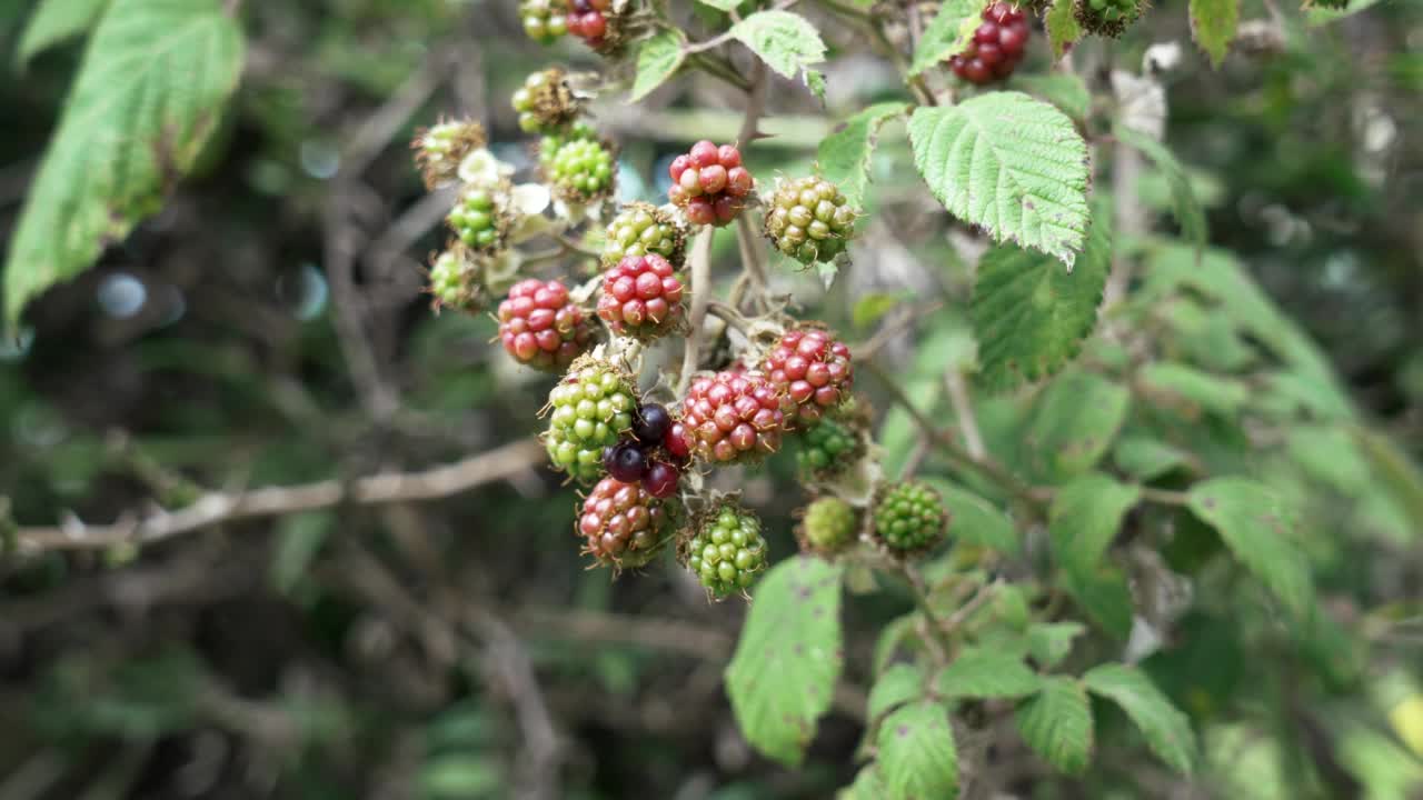 黑莓在一根树枝上生长在野外。未成熟的红绿露莓和成熟的黑莓视频素材