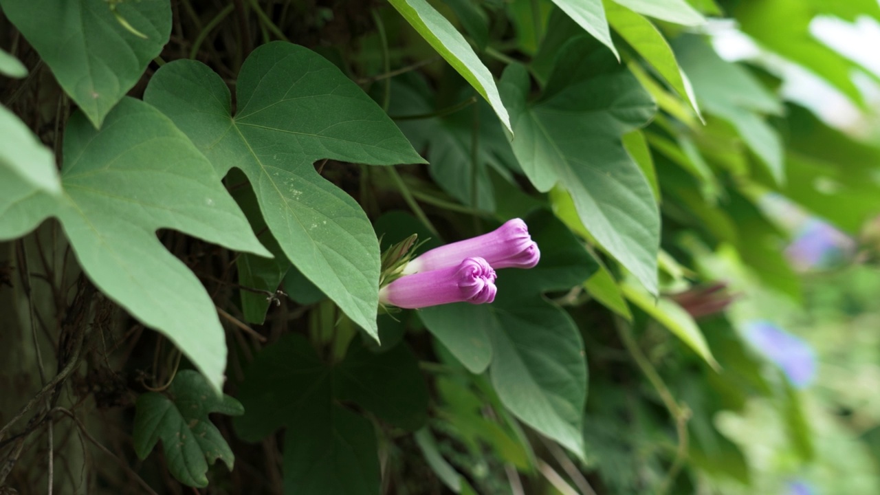 紫牵牛花开花。花园里的紫花番石榴花蕾视频素材