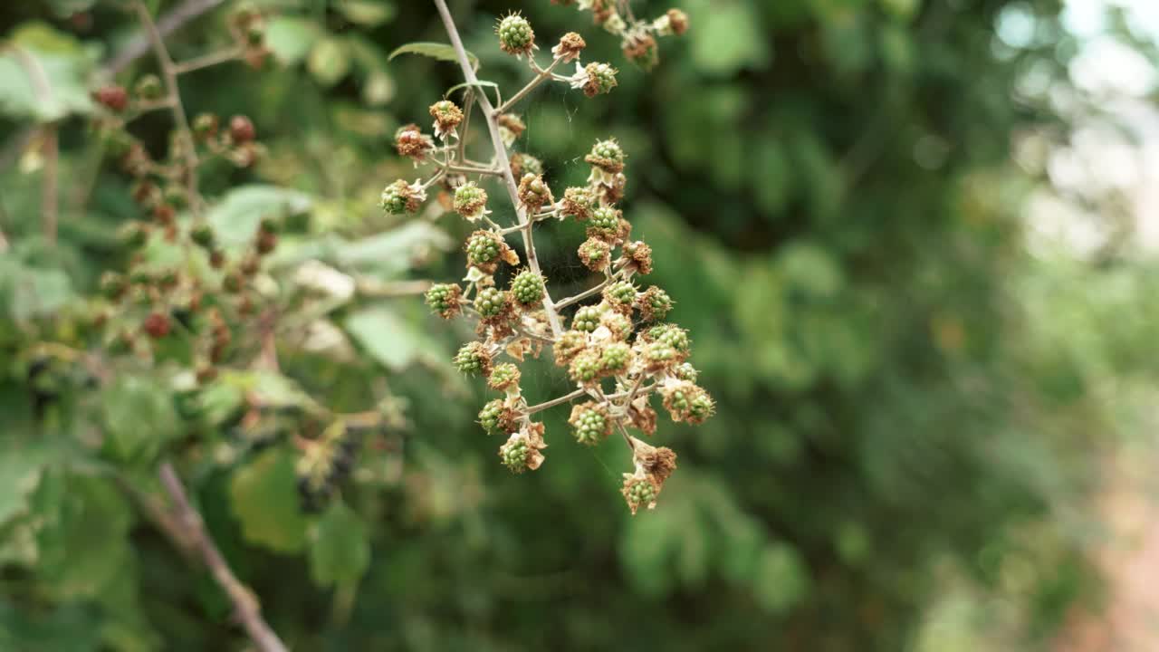 生长在野外树枝上的绿色黑莓。生的悬钩子属植物。树莓浆果视频素材
