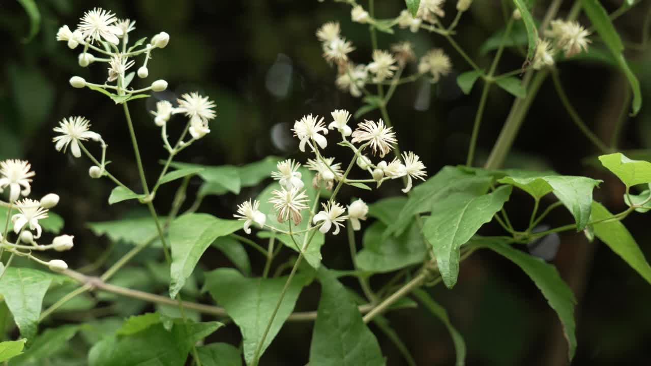 白色的花，具尖锐的雄蕊，花蕾视频素材