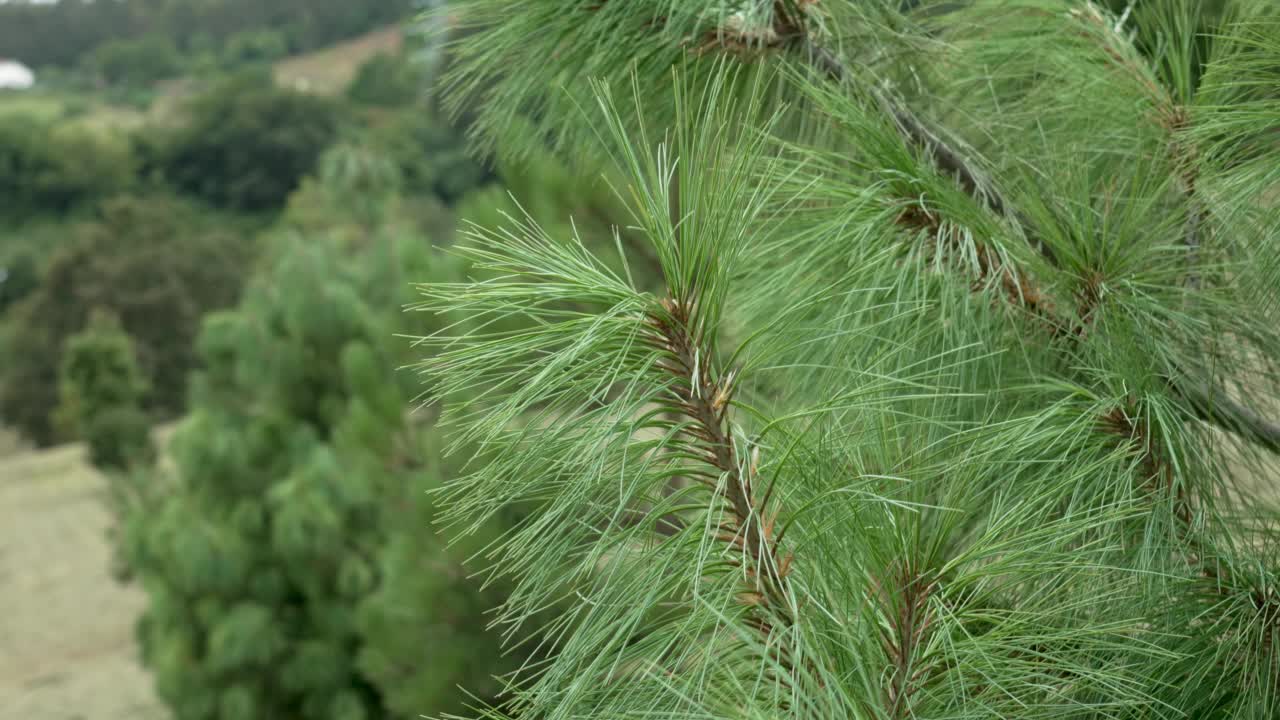 多汁的绿色松针，常绿针叶树枝上的多汁的绿色松针视频素材