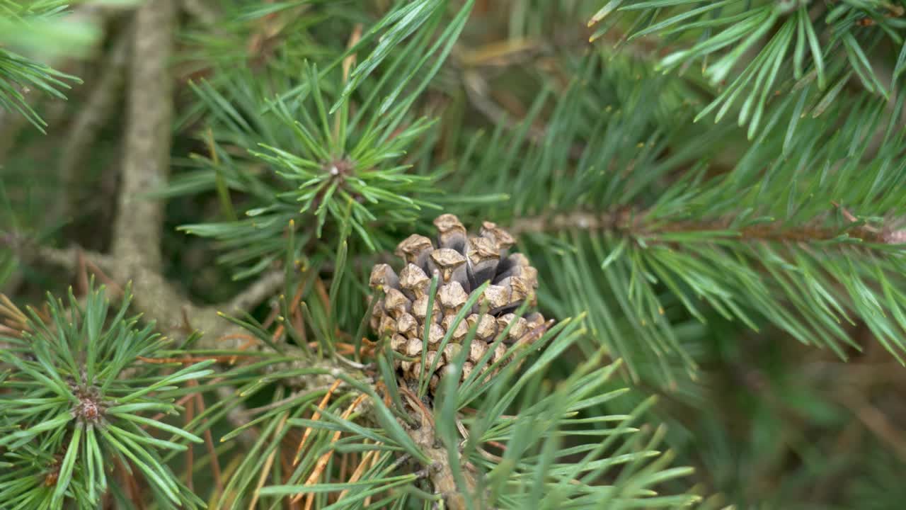 有绿色针叶的树枝上的松果视频素材