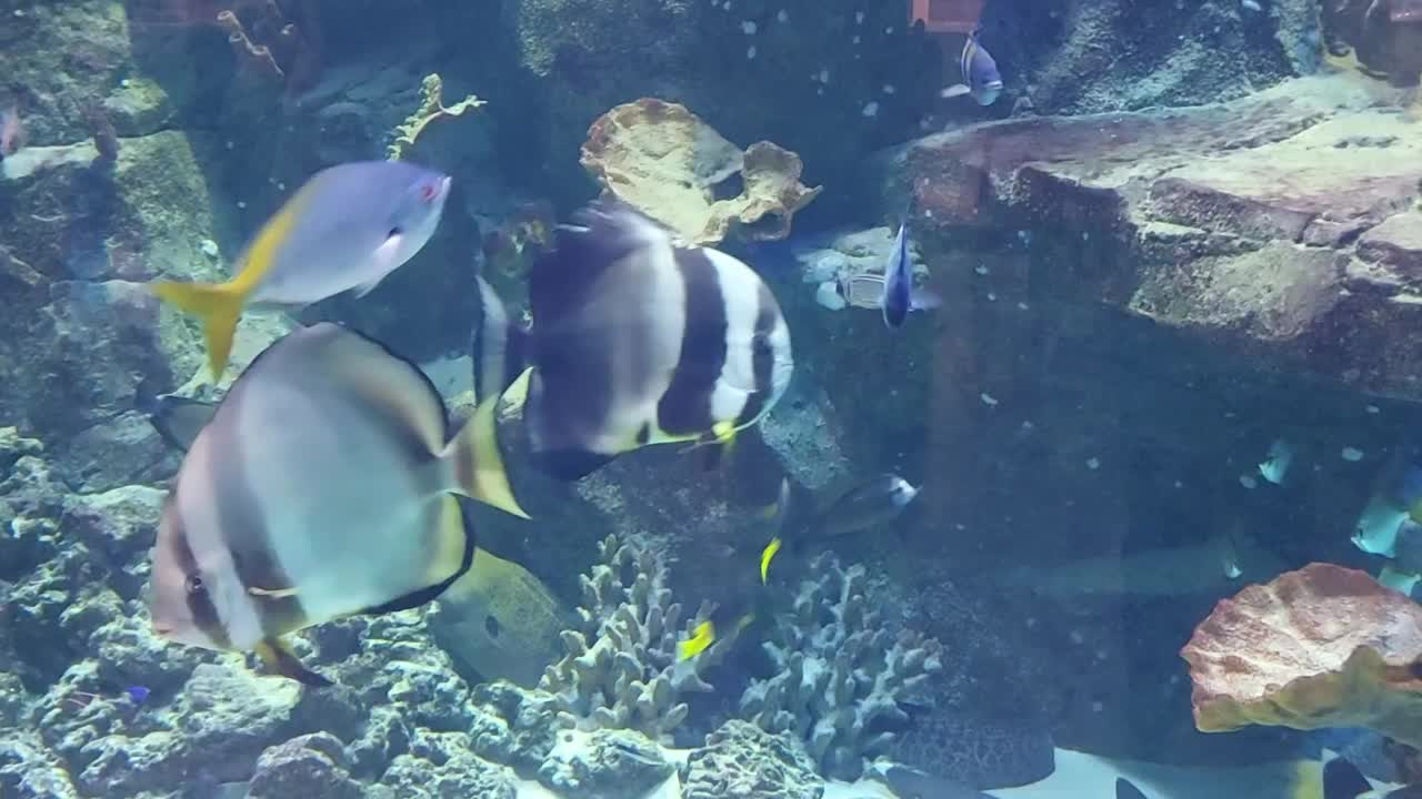 美丽的鱼在水族馆里游泳。海洋生物，海底世界视频素材