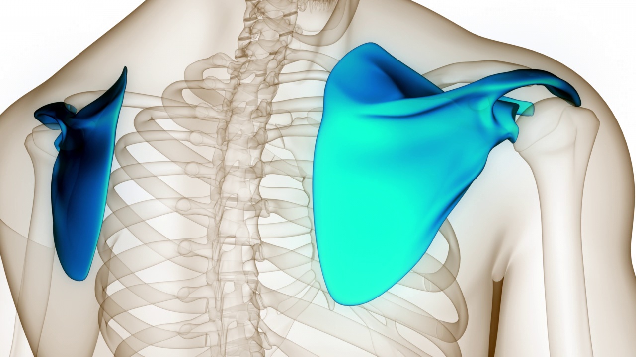 人体骨骼系统肩胛骨关节解剖动画概念视频素材