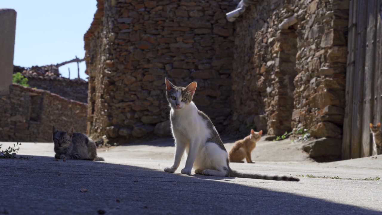 夏天，有石屋的古老村庄里，流浪猫看着镜头。视频素材