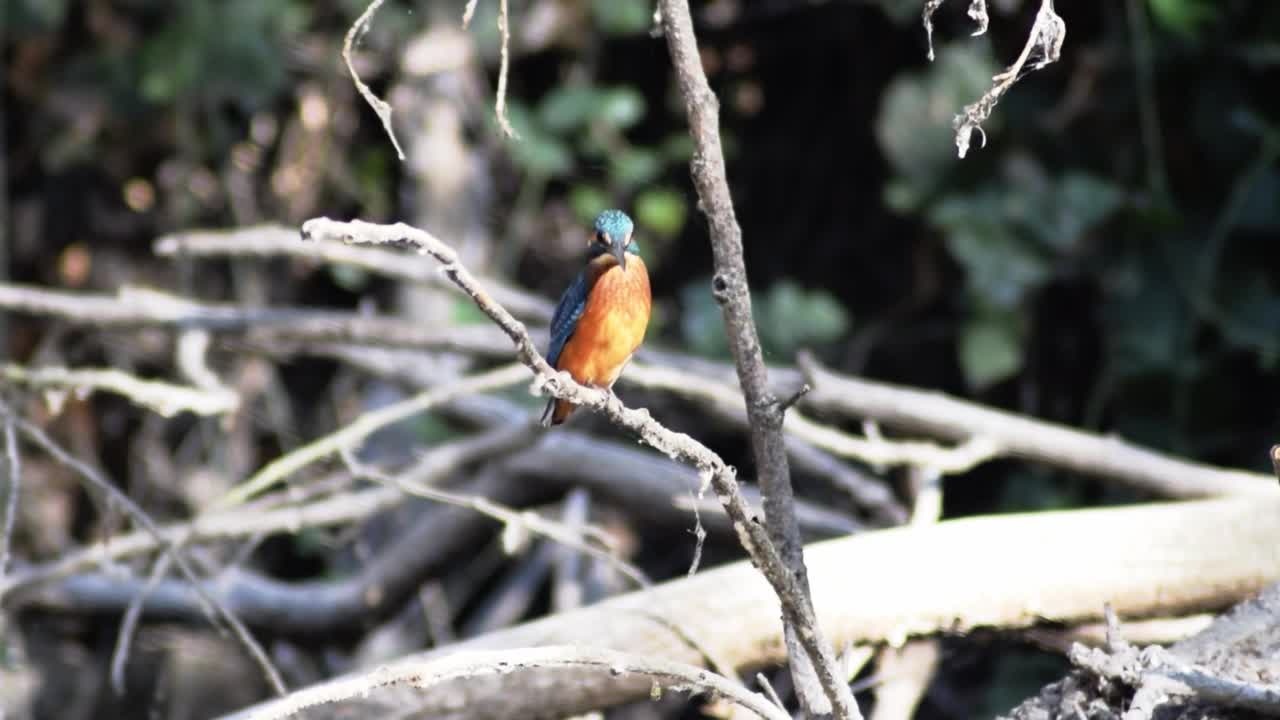 小翠鸟(Alcedo atthis)栖息在树枝上。视频素材