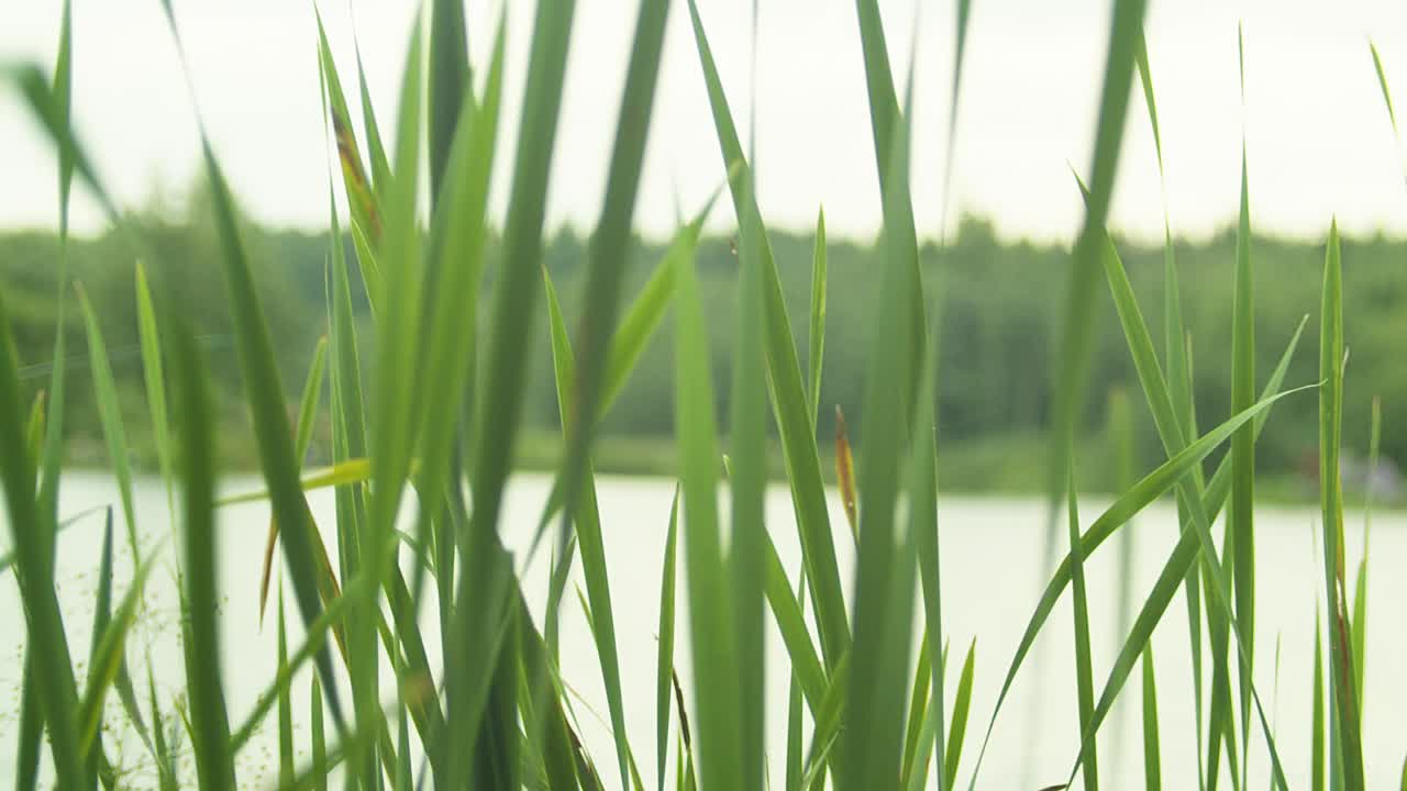 钓鱼竿在湖上。视频素材