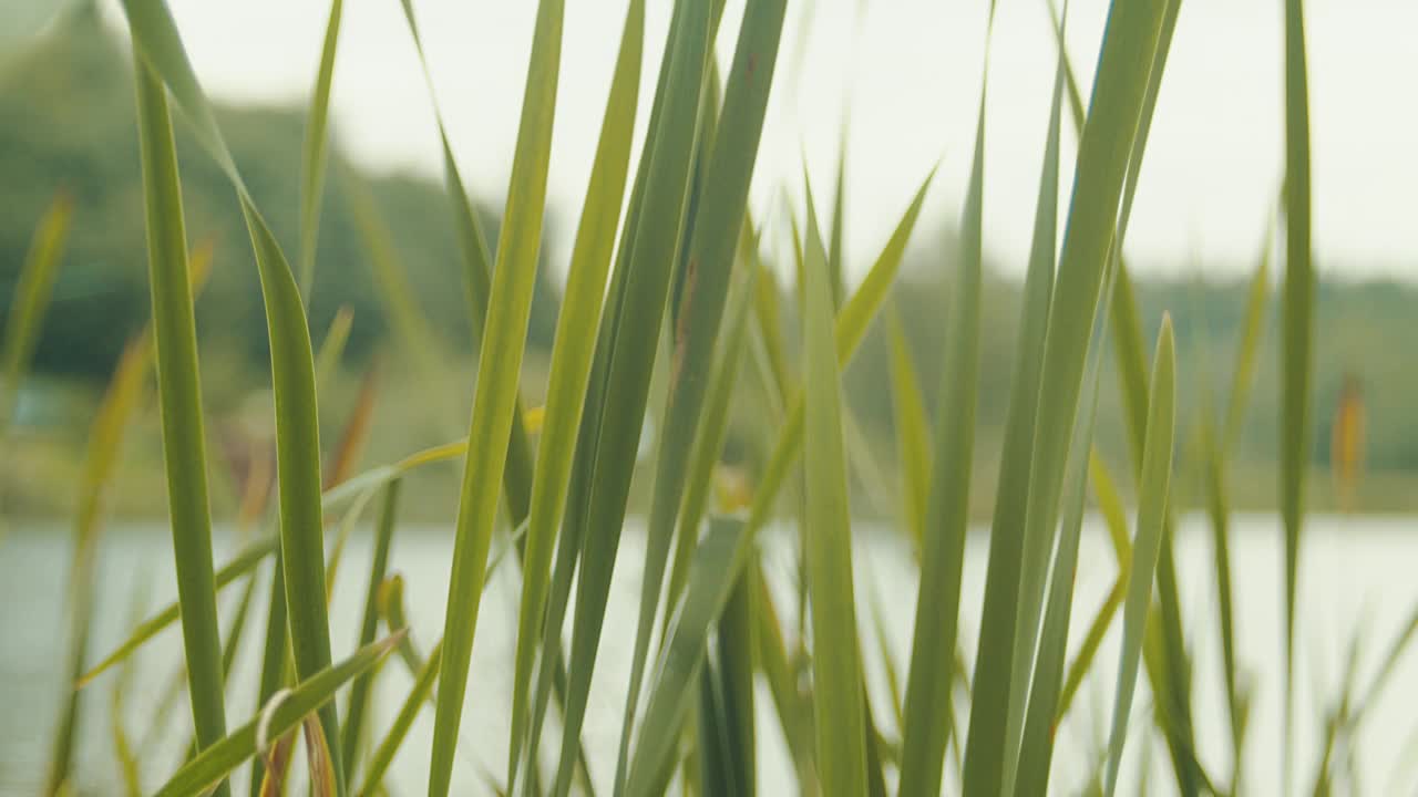 在湖边种芦苇。视频素材