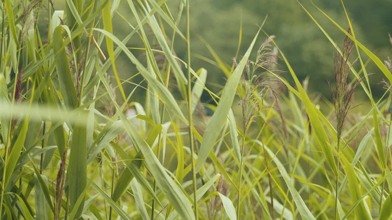 在湖边种芦苇。视频素材