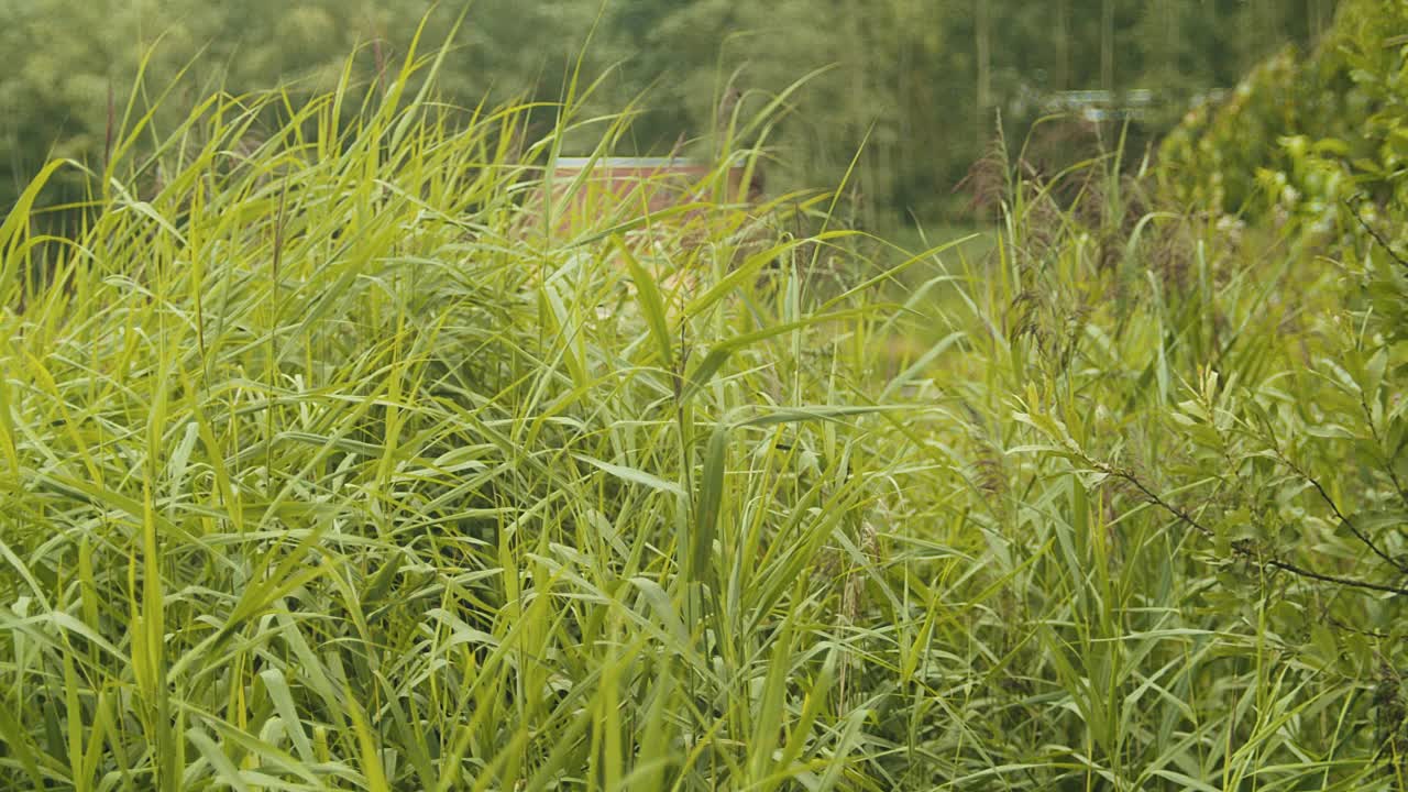 在湖边种芦苇。视频素材