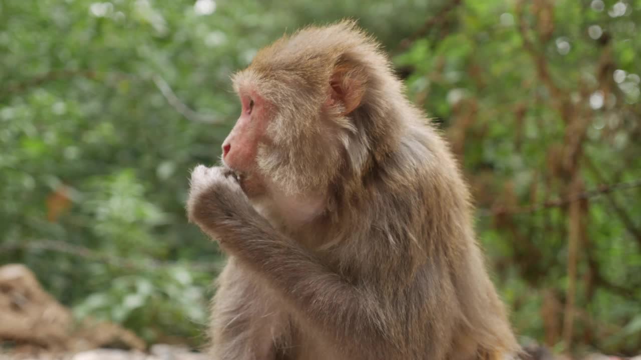 野生母猴子在吃她在公园垃圾桶里找到的剩饭。视频素材