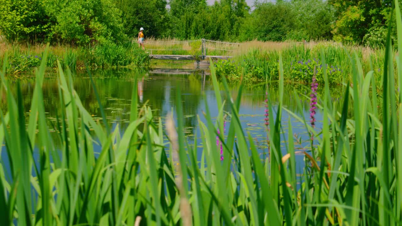 自然公园里平静的绿色池塘。女孩走在桥上。夏天的周末。多汁的树，芦苇和草。时间去旅行，去任何地方。视频素材