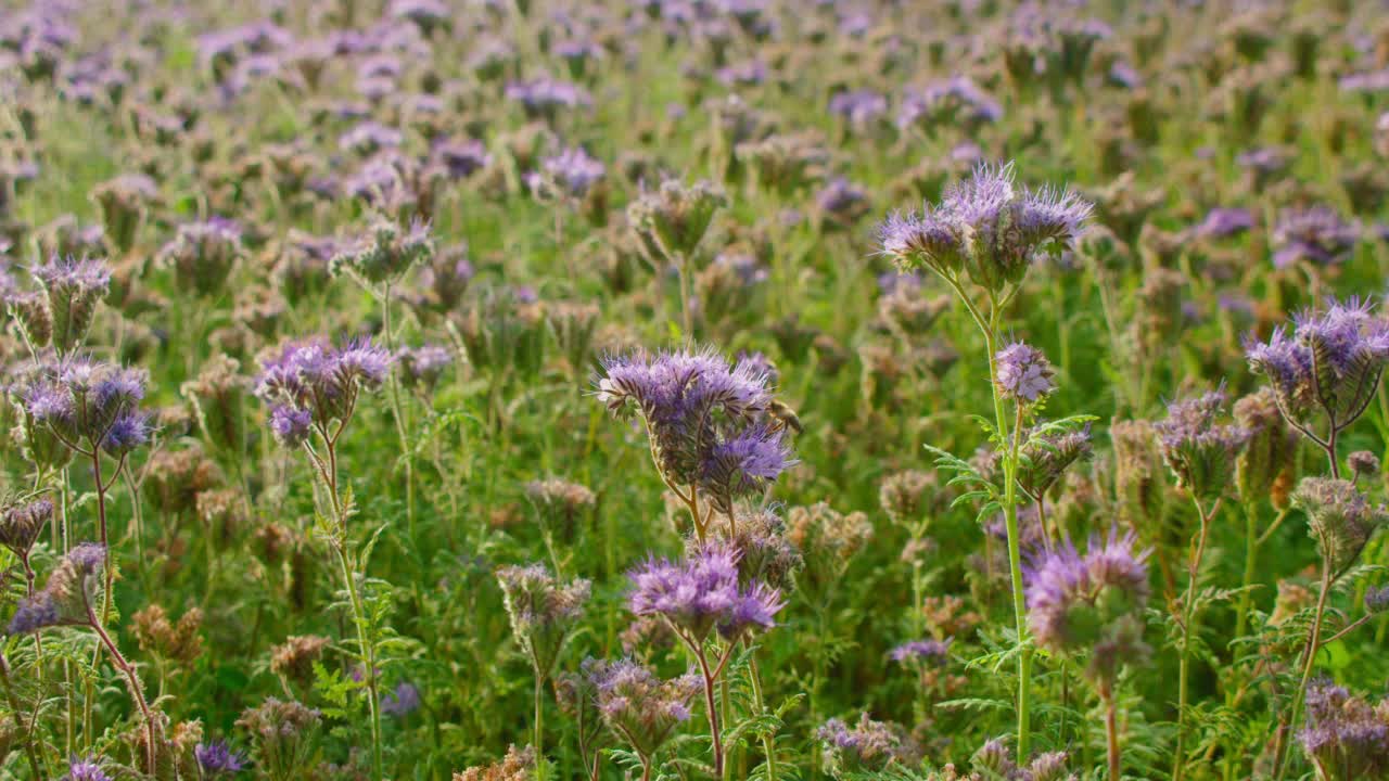 田野里紫色的药花。蜜蜂给植物授粉。黄藤或花边黄藤-绿肥，蓝色的花，特写静态镜头4k分辨率。视频素材