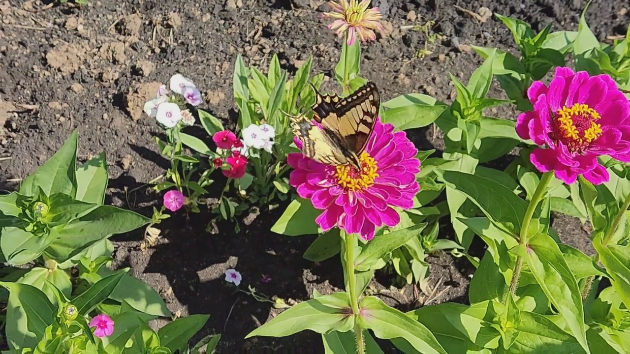 帆蝶(Iphiclides podalirius)是帆船科(凤蝶科)的一种蝴蝶。喜欢温暖的地区，有灌木植被，森林边缘，空地，林地，峡谷的灌木山坡。视频素材