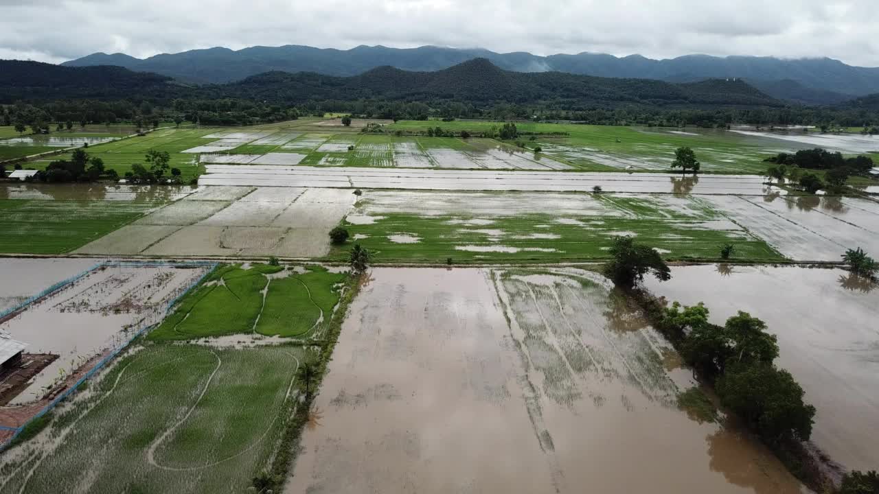 暴雨后被淹的稻田鸟瞰图。视频素材