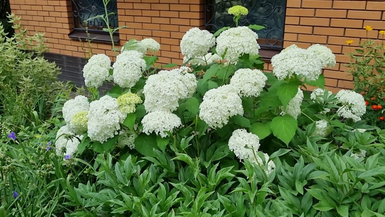 美丽绿色的绣球花在花园里，园艺概念，家居装饰和舒适，近砖房视频素材