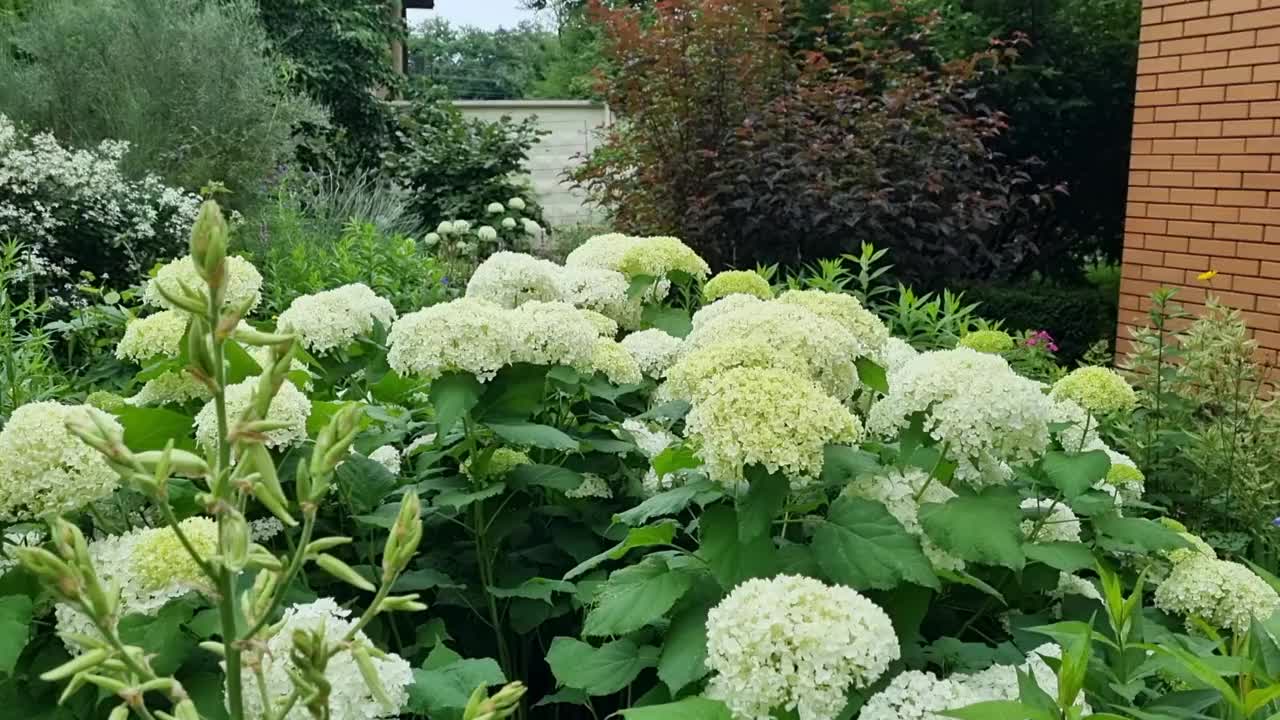 美丽绿色的绣球花在花园里，园艺概念，家居装饰和舒适，近砖房视频素材