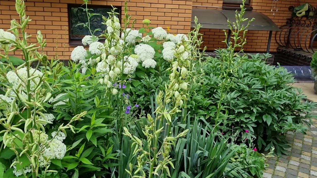 美丽绿色的绣球花在花园里，园艺概念，家居装饰和舒适，近砖房视频素材