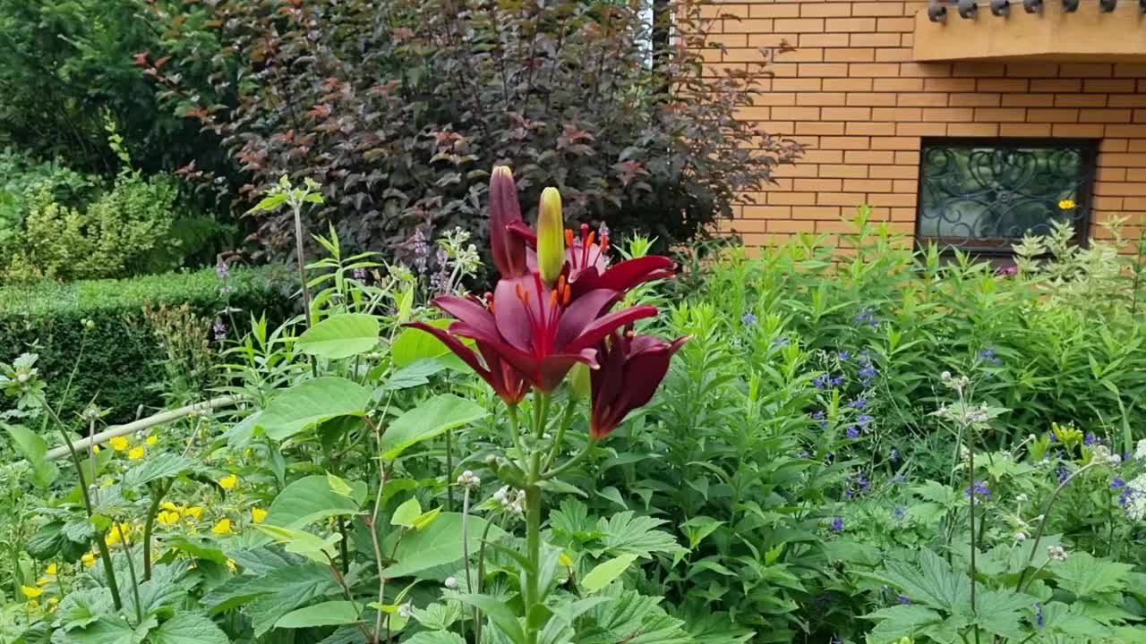 美丽的绿色绣球花和勃艮第红百合百合花在花园里，园艺概念，家居装饰和舒适，近砖房视频素材