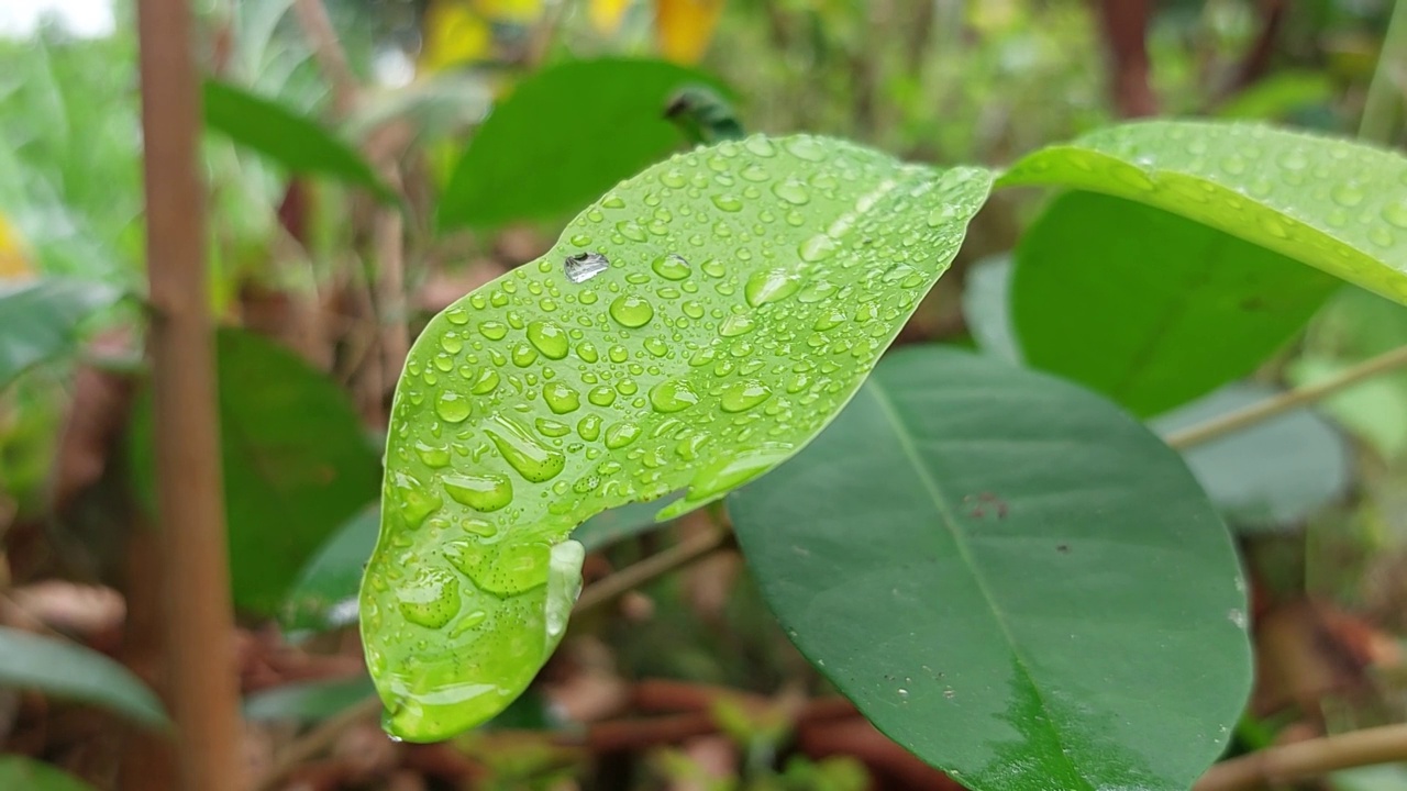 绿叶上的水滴视频素材