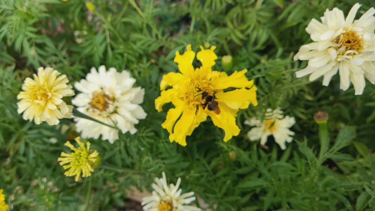 鲜艳的黄色万寿菊(万寿菊)正在盛开。一只毛茸茸的大黄蜂在收集花蜜。视频素材