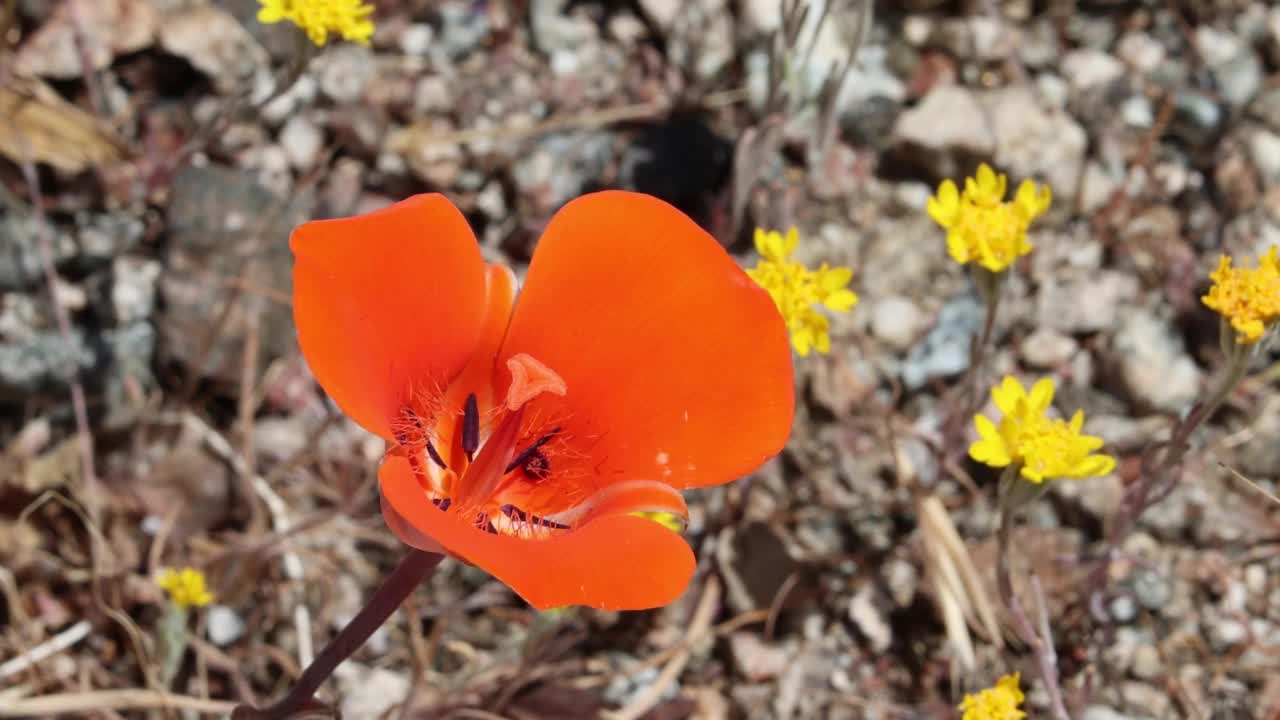 卡洛chortus Kennedyi Bloom -西莫哈韦沙漠- 051322 v视频素材