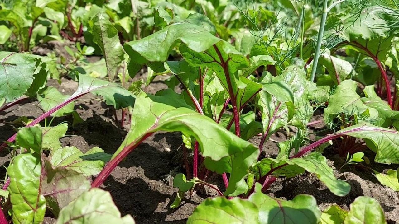 菜园里长着甜菜。蔬菜床。视频下载