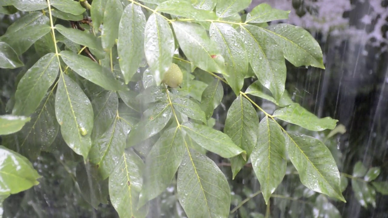 夏季花园下大雨时分枝胡桃视频素材