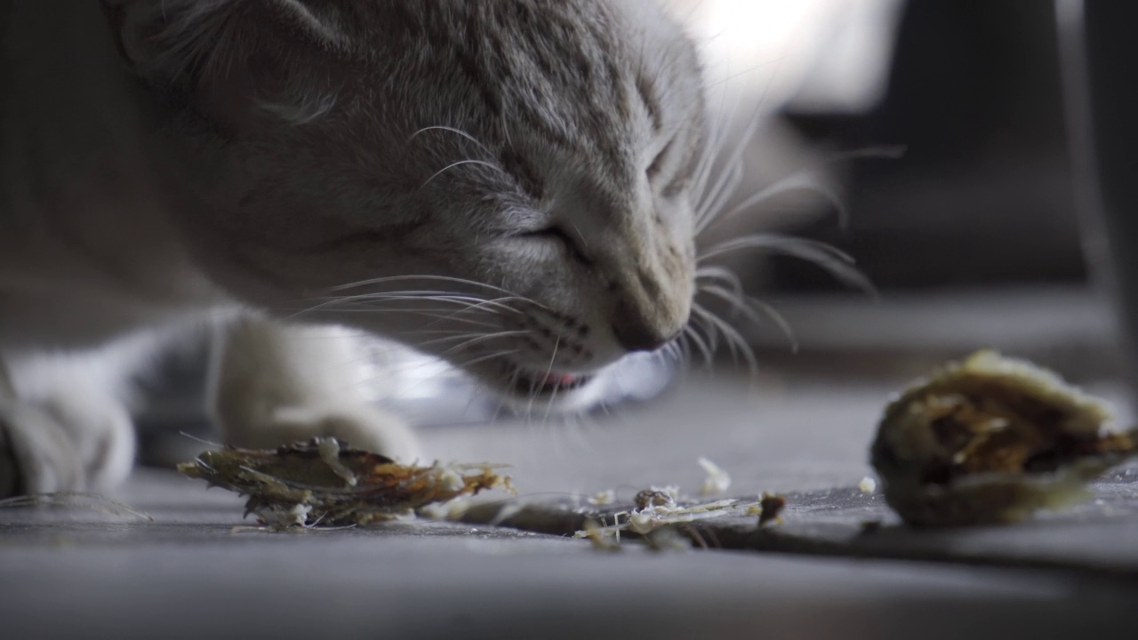 猫在木地板上吃炸鲭鱼。许多炸过的鲭鱼散在地板上。室内可爱的宠物。视频下载