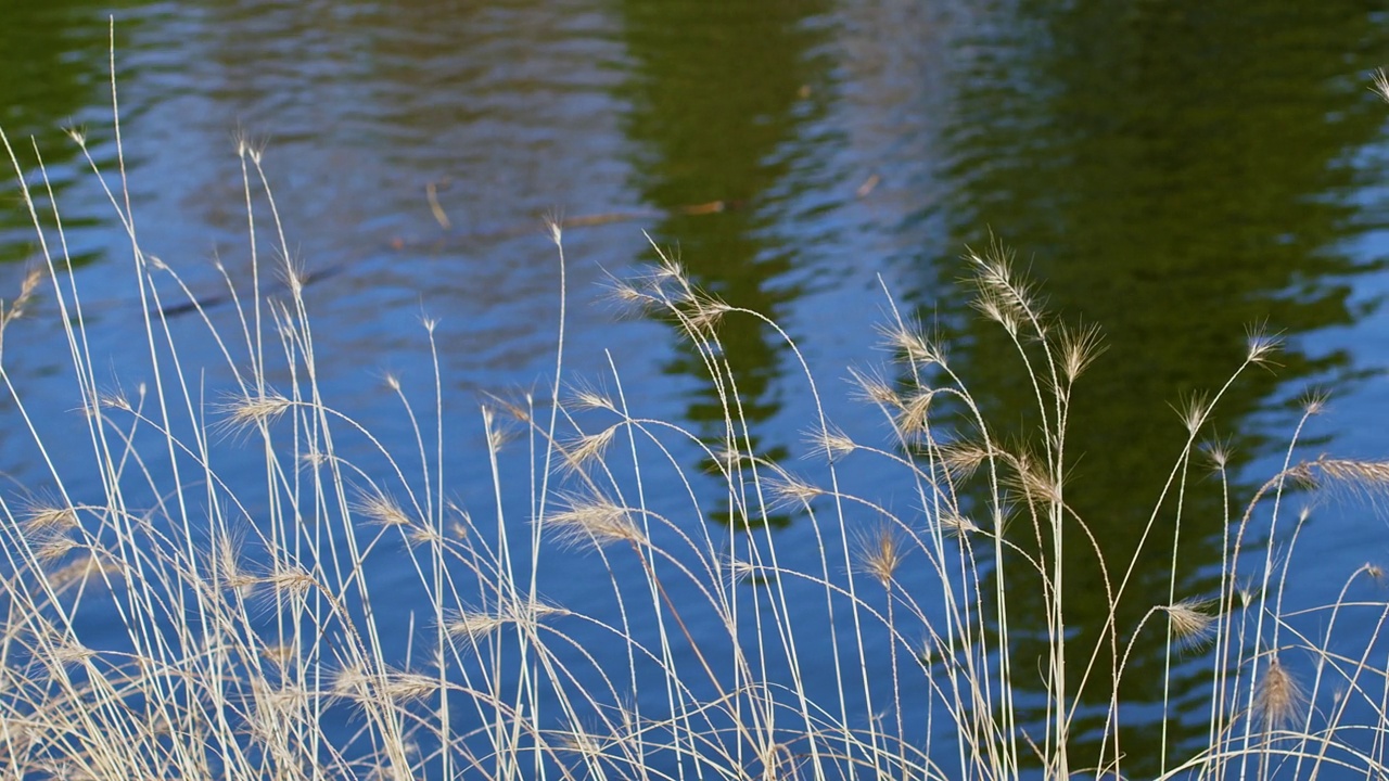 芦苇和湖水视频素材