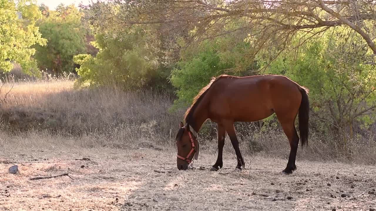 在阳光照耀下的绿树映衬下，一匹棕色的马在草地上吃草。马在风景优美的乡村牧场吃草药。在干草地上吃草的家畜。牲畜。视频素材