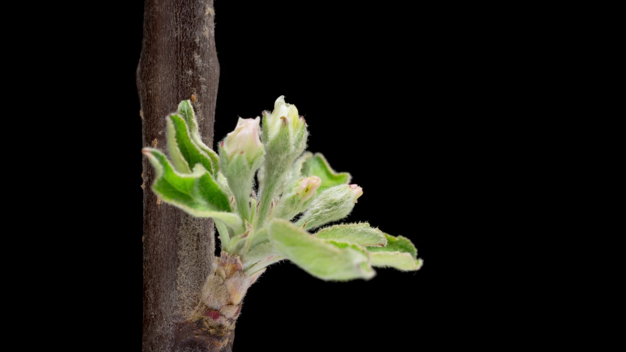 4K时间推移开花苹果树花视频素材