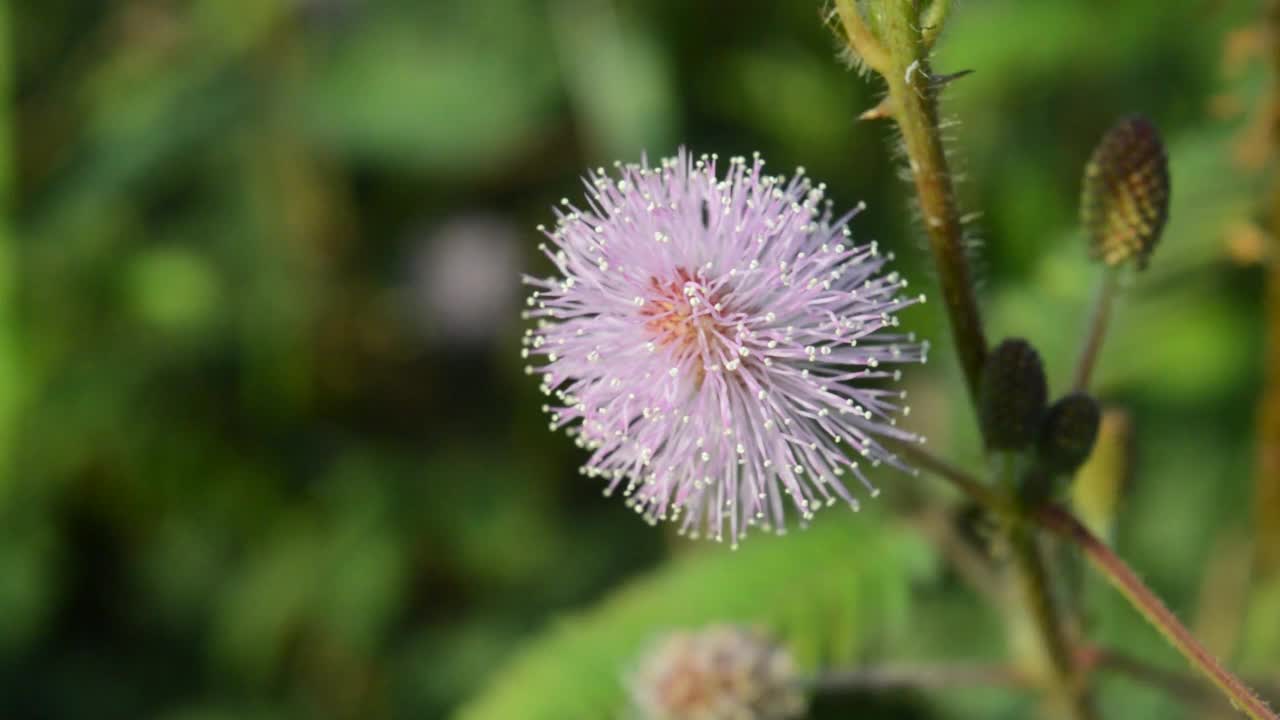 路边鲜花的美丽视频素材