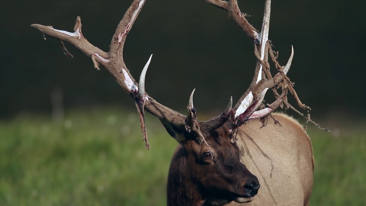 TS 4K大公牛麋鹿或wapiti (Cervus canadensis)剥离鹿茸视频素材