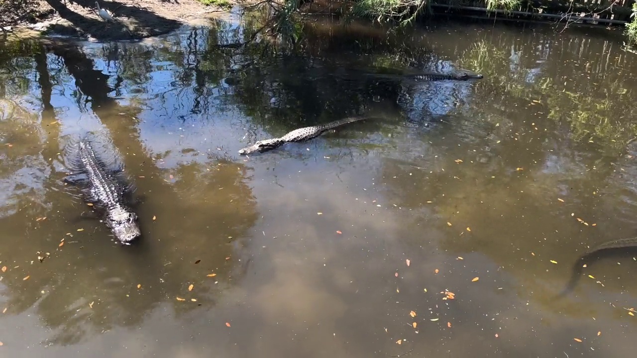 鳄鱼游泳视频素材