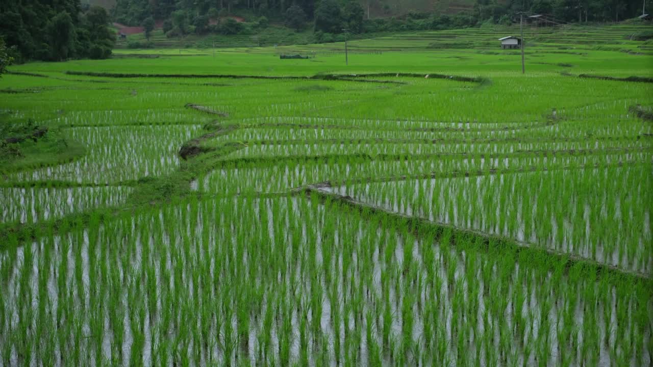 泰国北部一片绿色的稻田上正在下雨视频素材