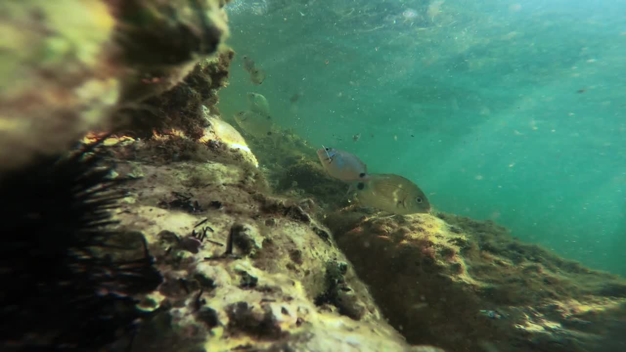 海洋生物视频素材