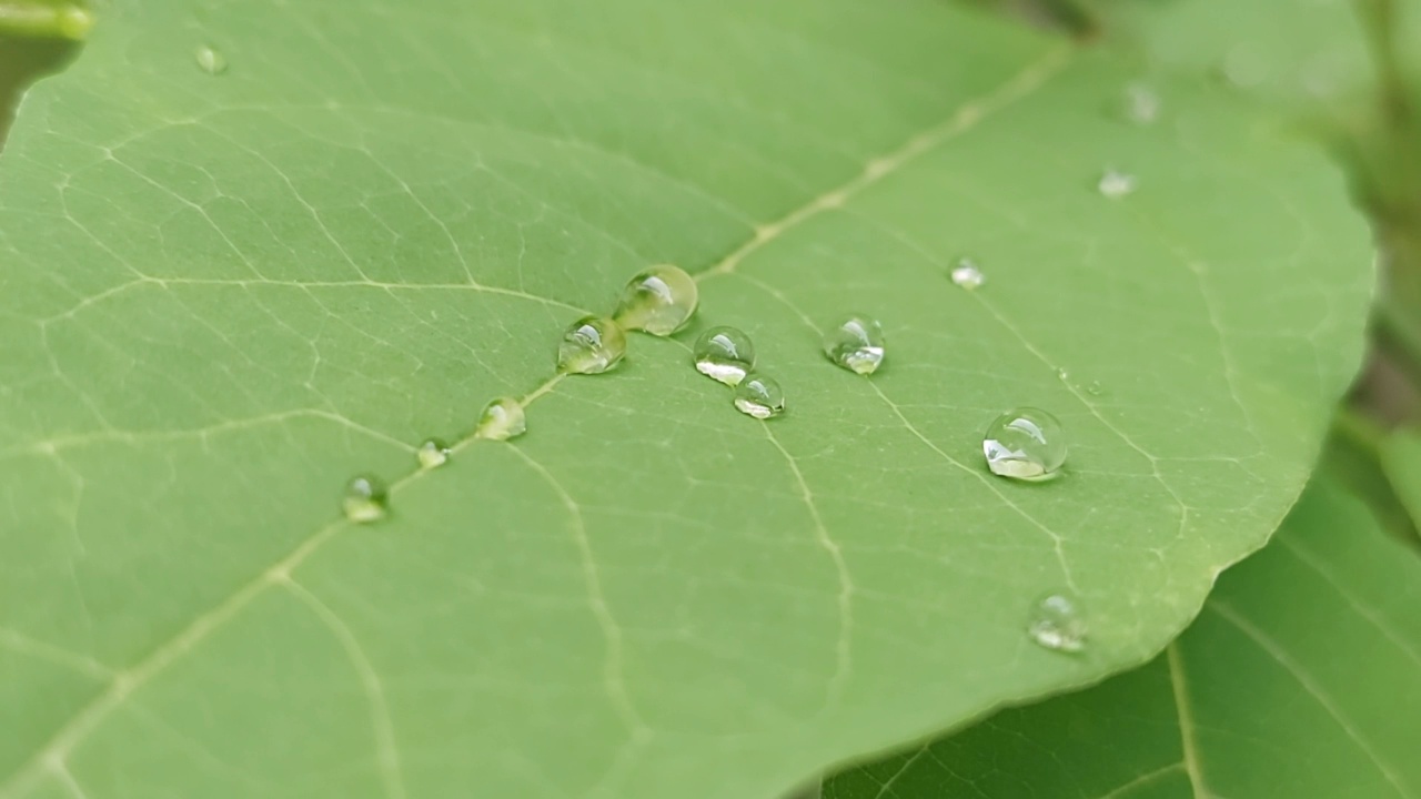 树叶上水滴的特写视频下载