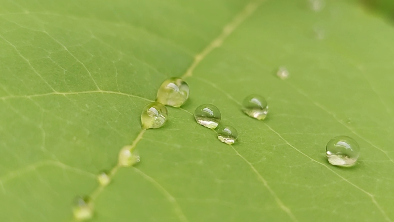 树叶上水滴的特写视频下载