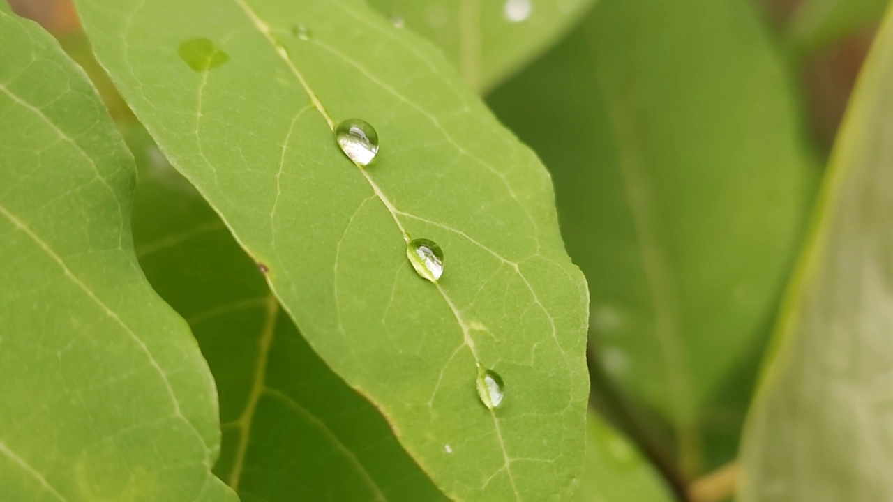 树叶上水滴的特写视频下载