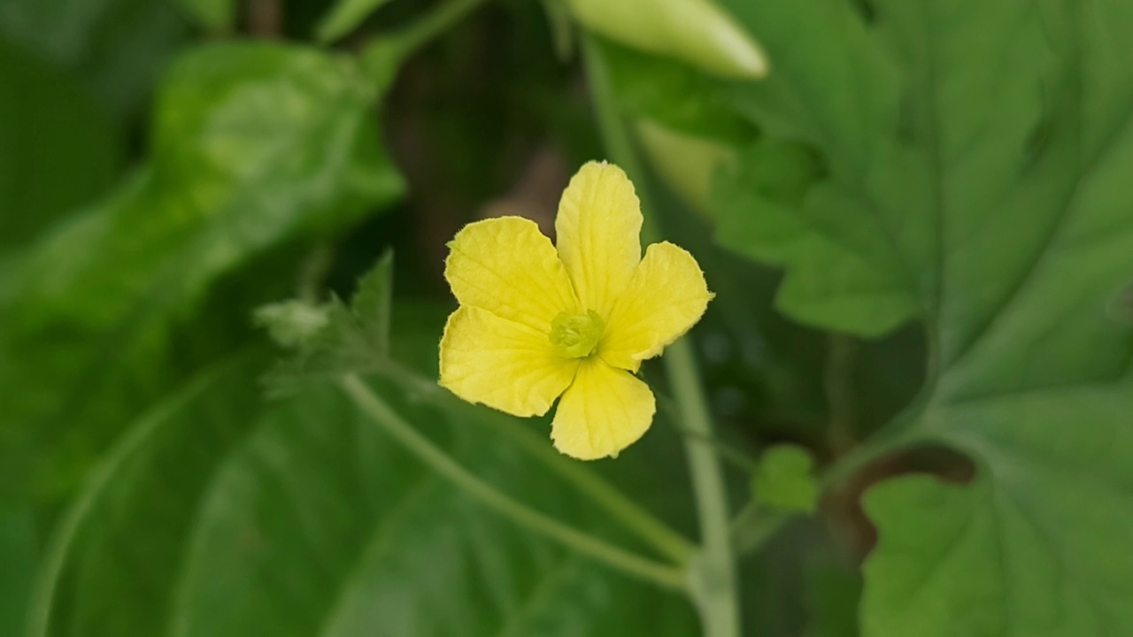 花园里盛开的葫芦花的特写视频下载