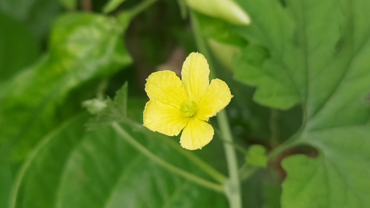 葫芦的黄花在早晨绽放。视频下载