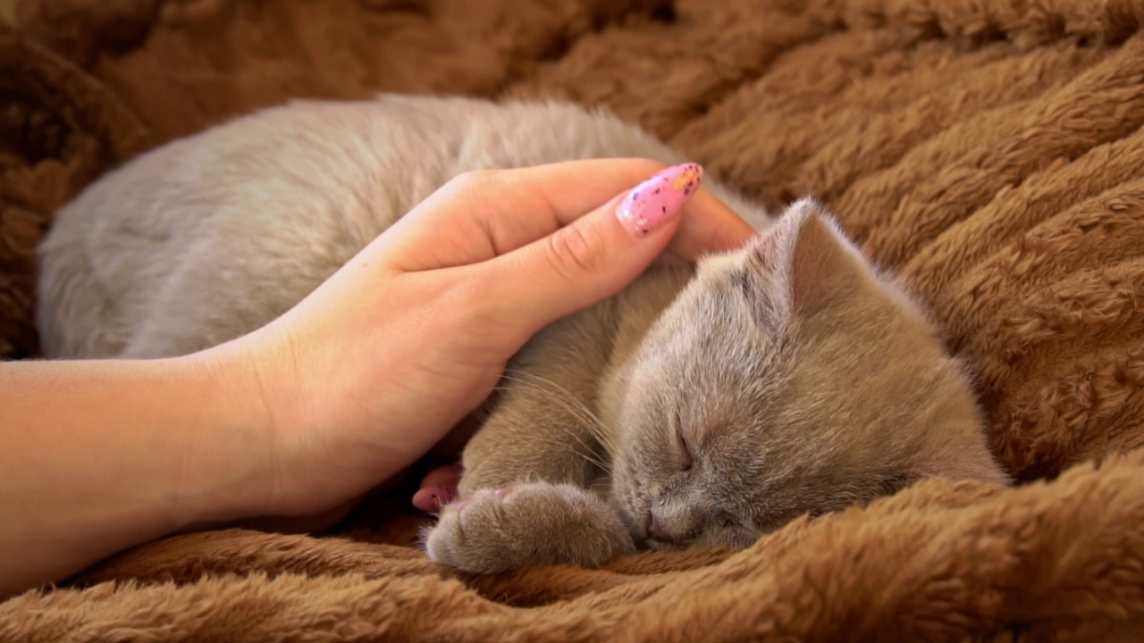 灰色纯种肥皂小猫躺在床上睡着了视频素材