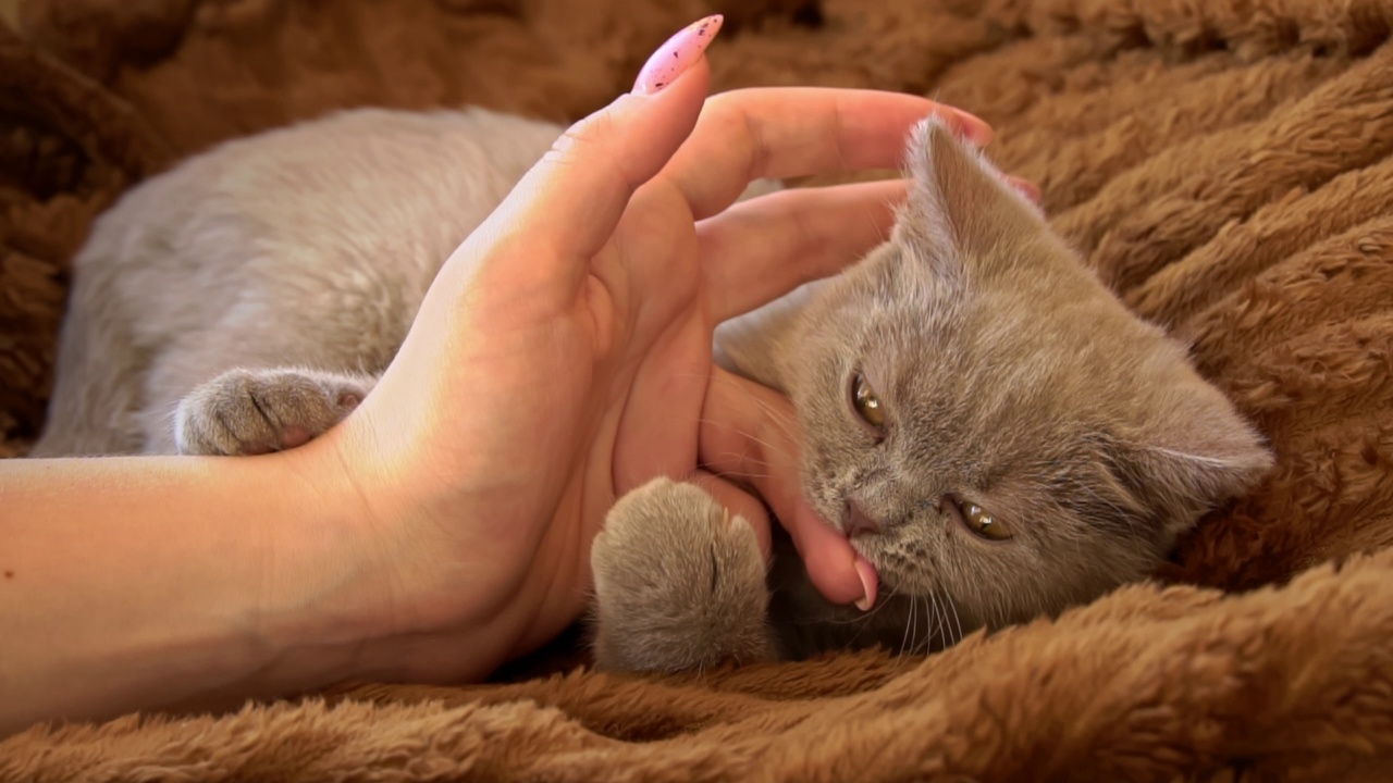 小灰猫躺在床上玩小女孩的手视频素材